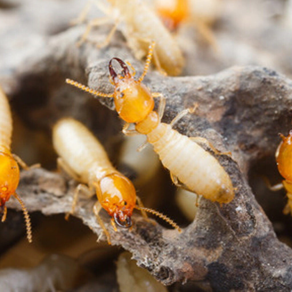 Termite Control Service